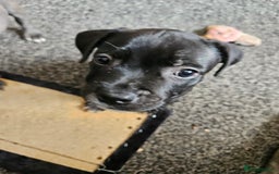 Staffordshire Bull Terrier dogs for sale: Full Staffordshire Bull Terrior puppies for sale - Image 26