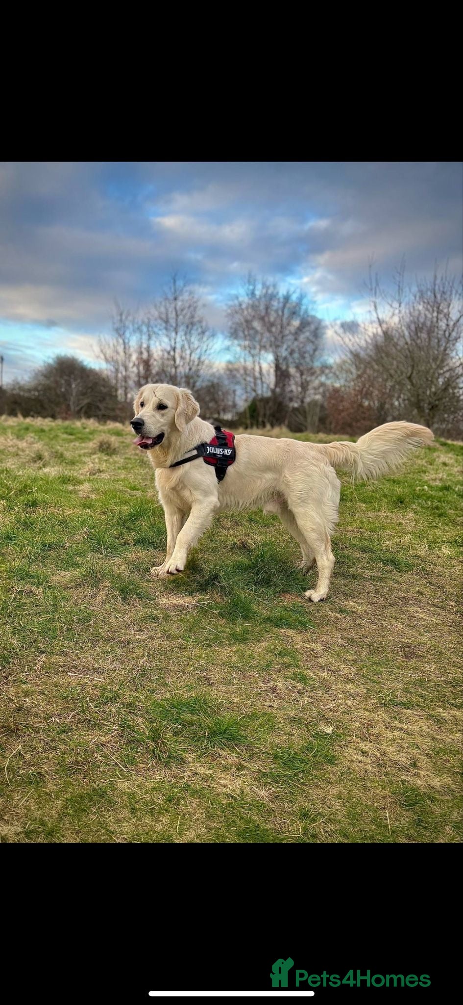Golden Retriever dogs Sad rehome please read full advert - Advert 4