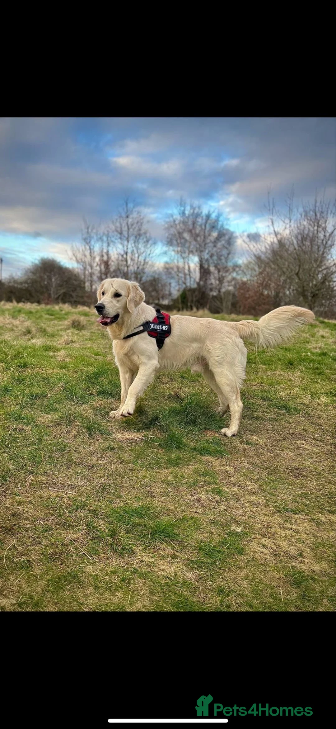 Golden Retriever dogs for sale: Sad rehome please read full advert - Advert 1