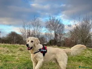 Golden Retriever dogs Sad rehome please read full advert - Advert 4
