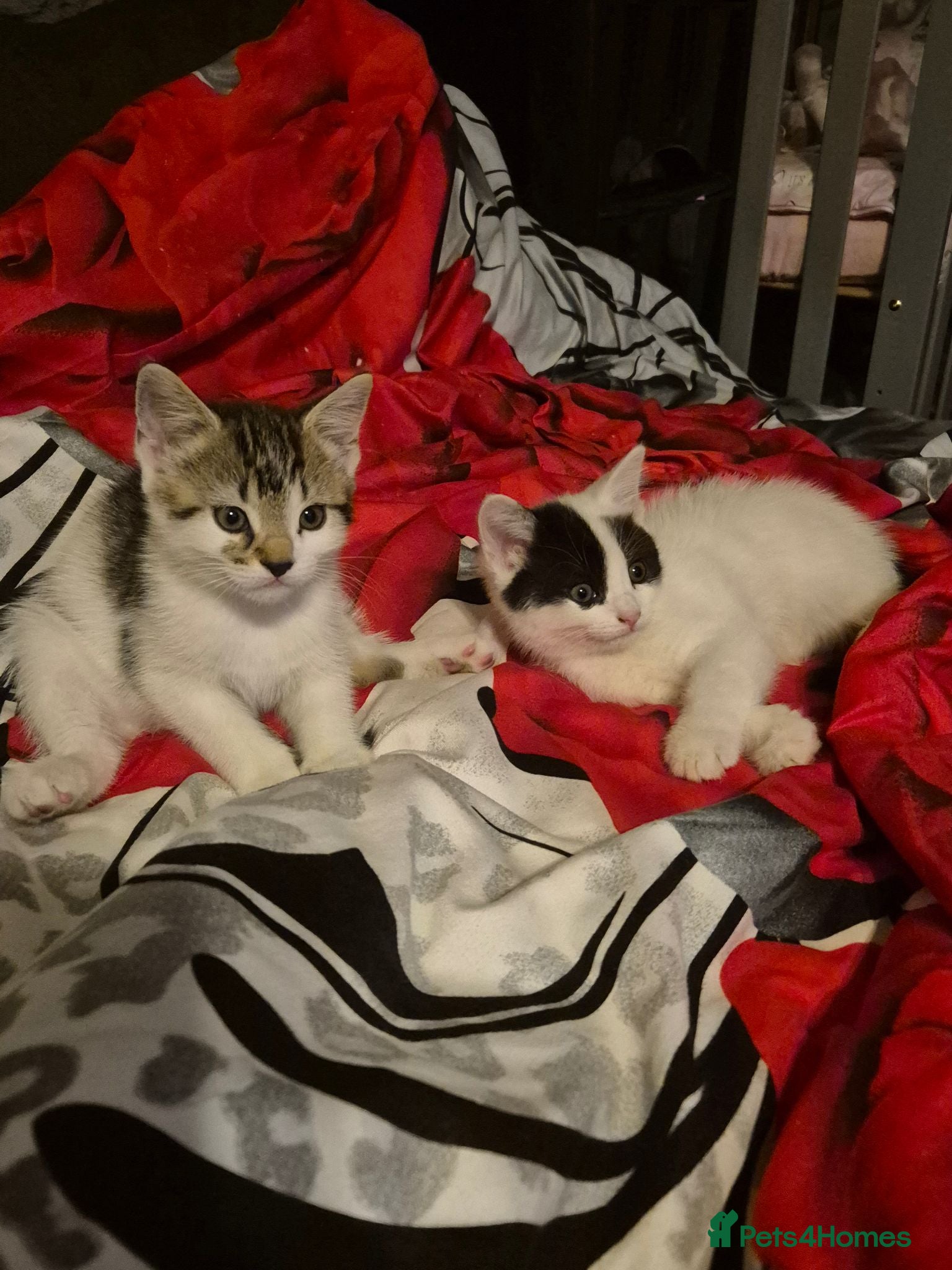Mixed Breed cats 3 female Kittens for sale - Advert 13