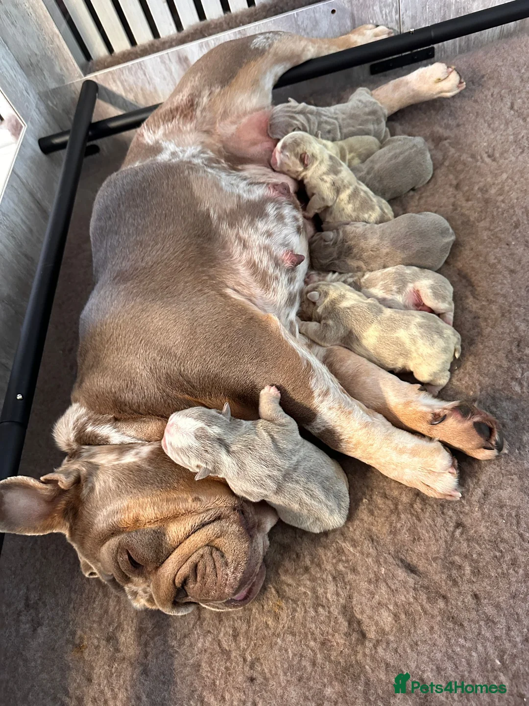 English Bulldog dogs for stud: Handsome, and now proven English Bulldog at stud - Advert 1