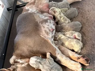 English Bulldog dogs Handsome, and now proven English Bulldog at stud - Advert 19