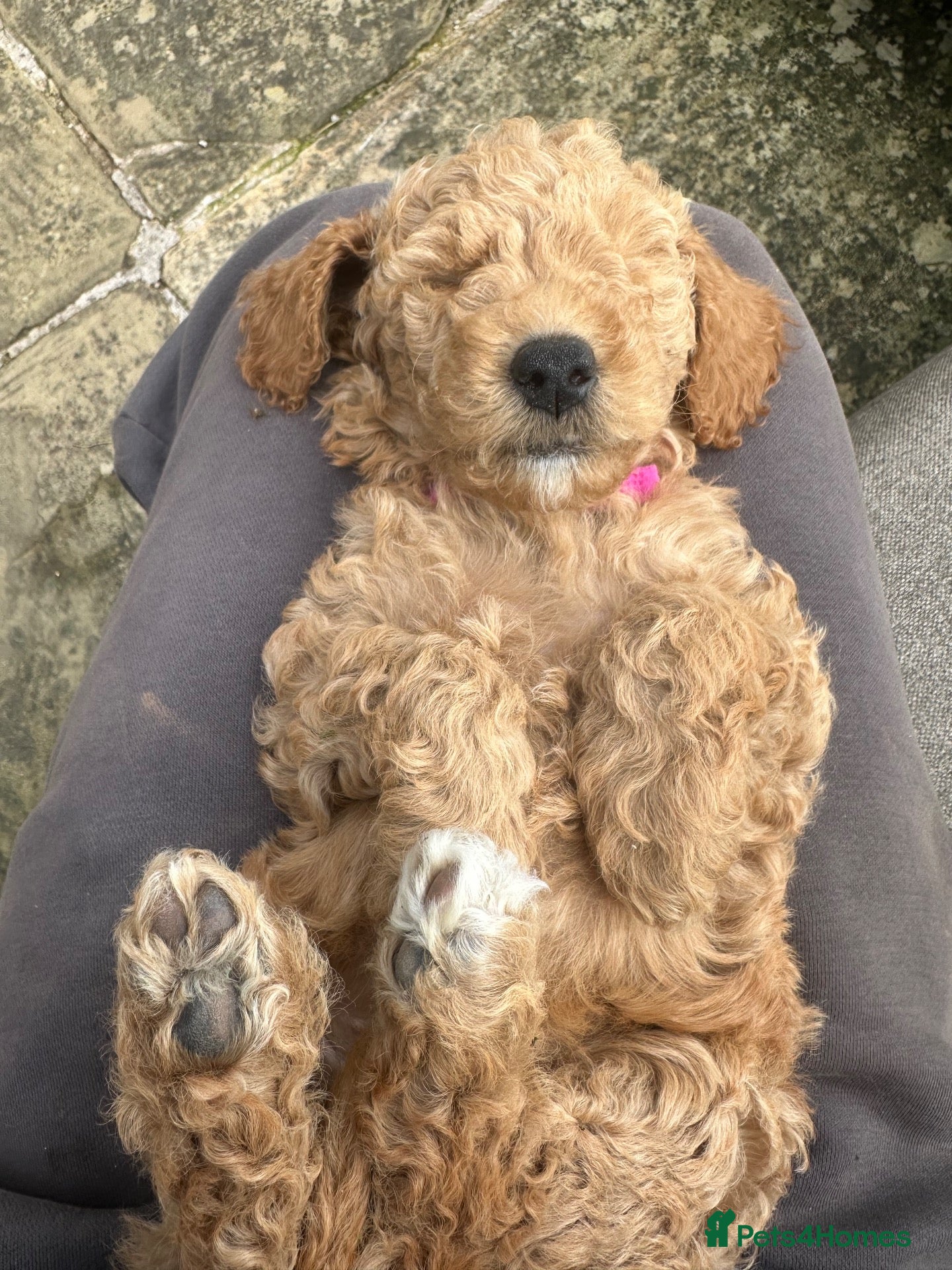 Mini Goldendoodle dogs Home reared mini Goldendoodles - Advert 2