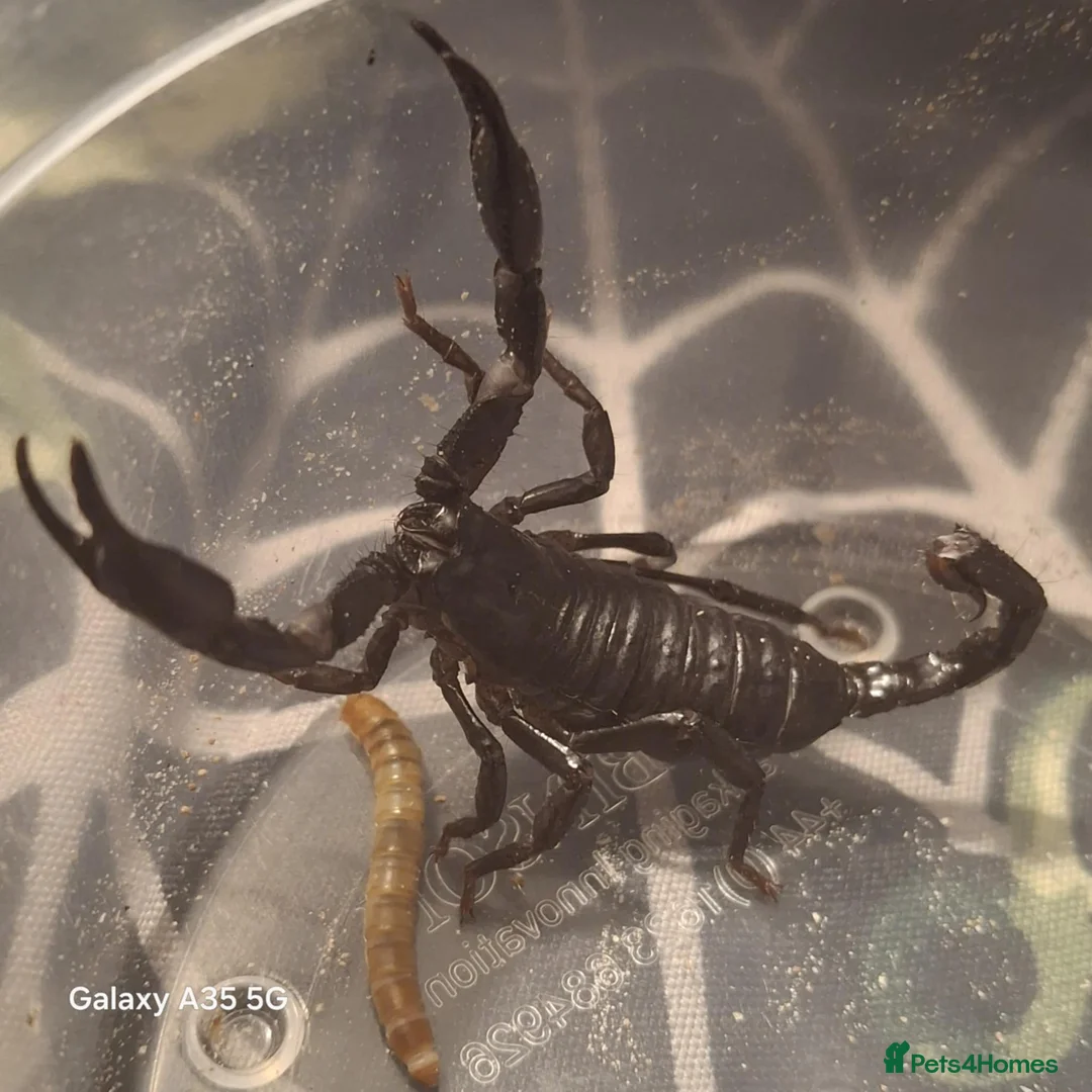 Scorpions invertebrates for sale: Asian forest scorpion and viv  - Advert 2