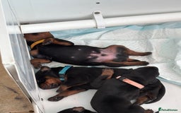 Dobermann dogs for sale: Pedigree Kc reg dobermann puppies - Image 2