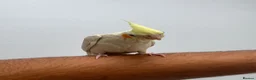 Cockatiels birds for sale: 9 Week Hand tamed female baby cockatiel dna tested in London - Advert 7