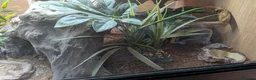 Leopard Gecko reptiles for sale: LEOPARD GECKO + PREMIUM 3FT VIVARIUM SETUP – £250 in Halesowen - Advert 8