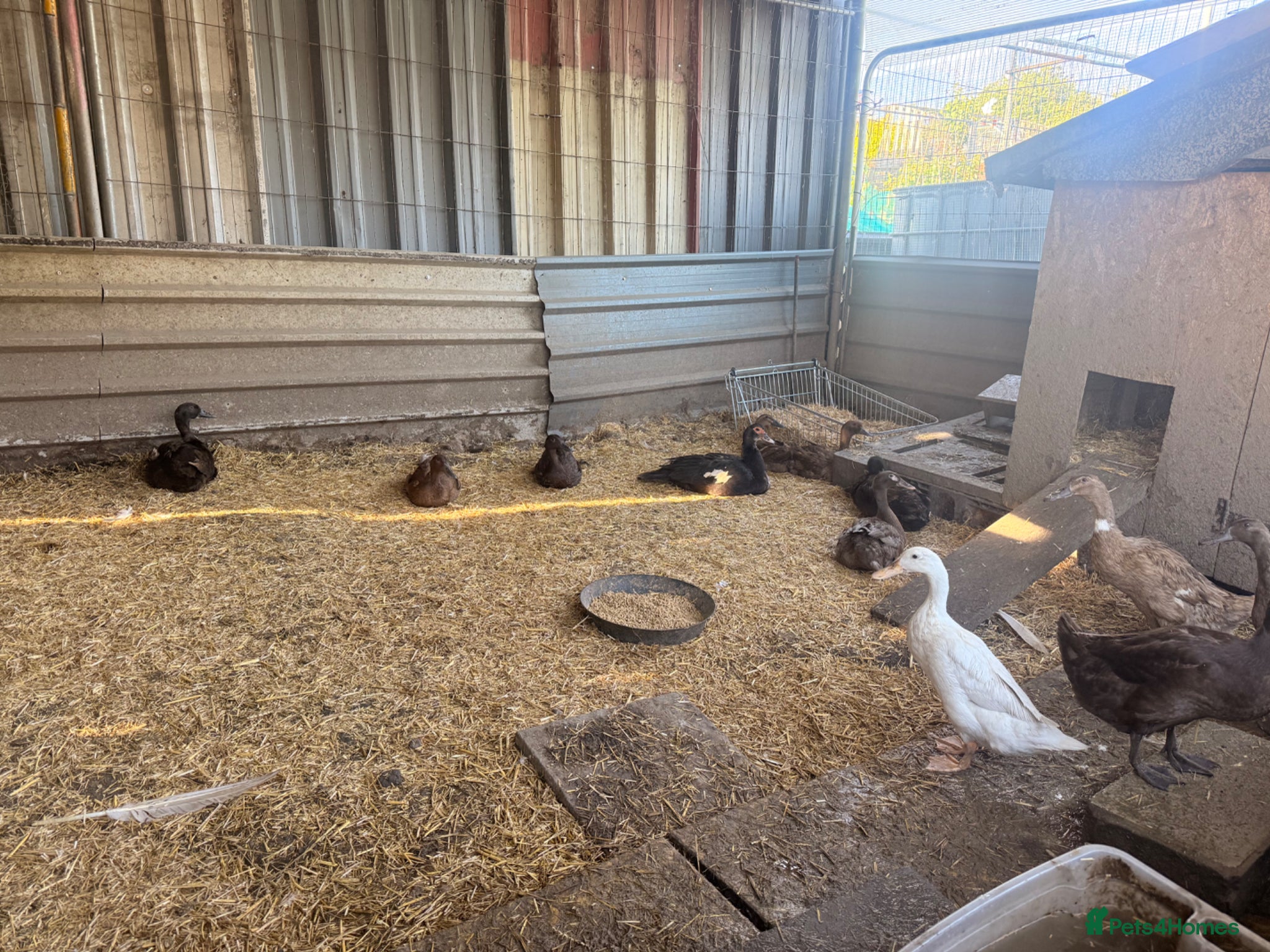 Ducks poultry 1 drake 13 females - Advert 1