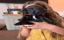 Springador dogs for sale: Springador puppies - Image 6