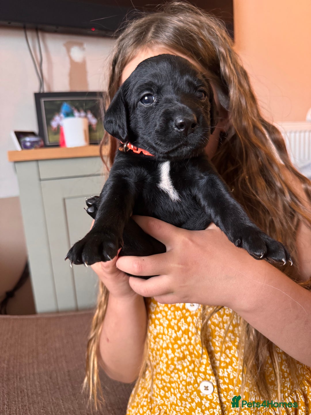 Springador dogs for sale: Springador puppies - Image 6