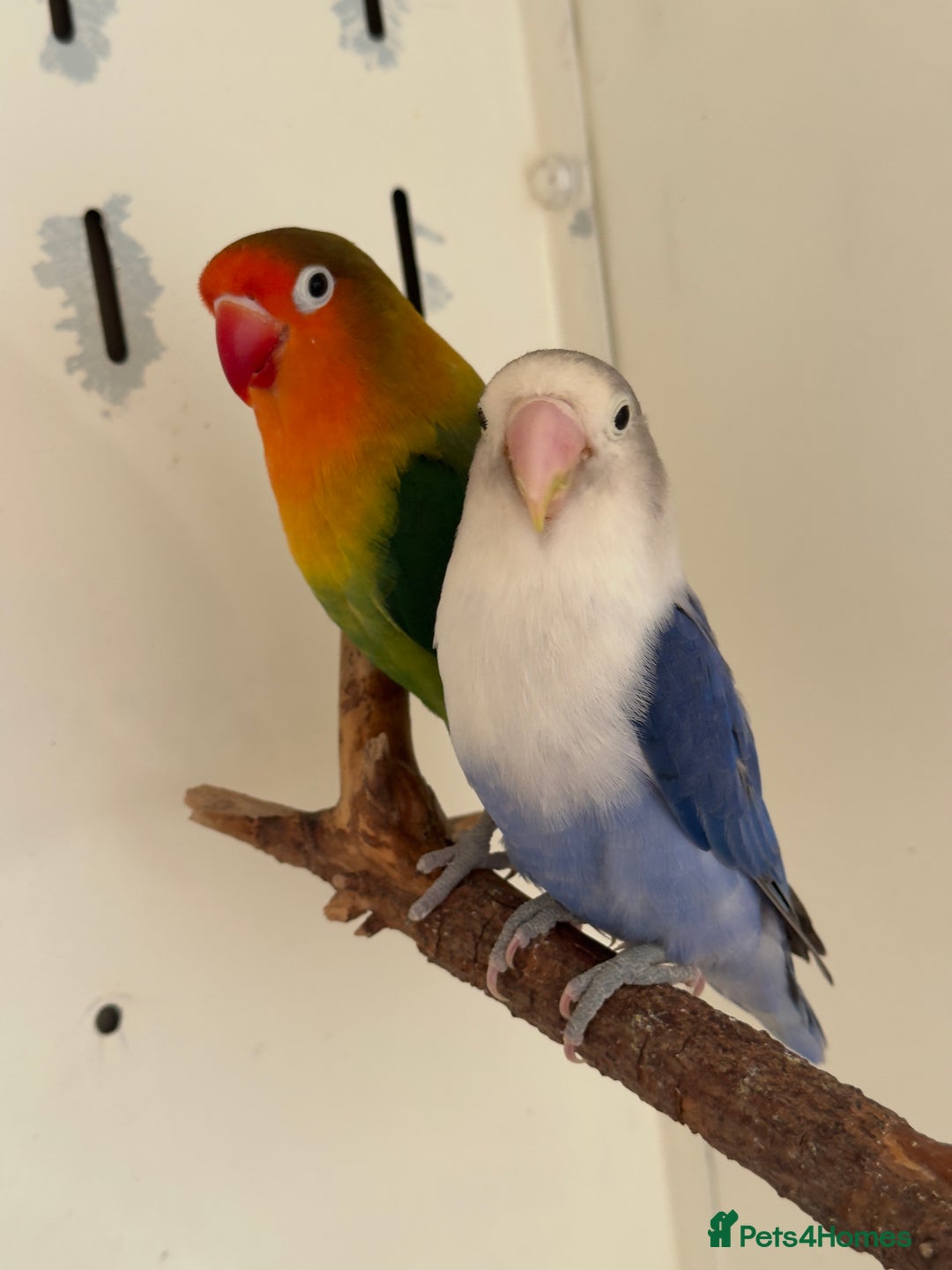 Lovebirds birds for sale: Proven breeding pair for Sale - Image 7