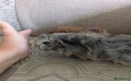 Guinea Pig rodents for sale: Guinea pig babies for sale  - Image 18