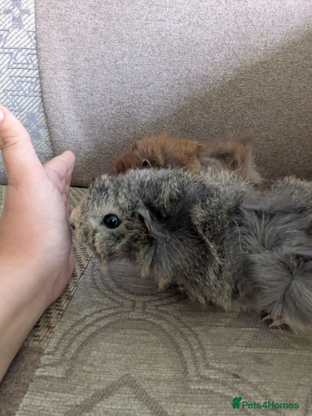 Guinea Pig rodents for sale: Guinea pig babies for sale  - Image 18