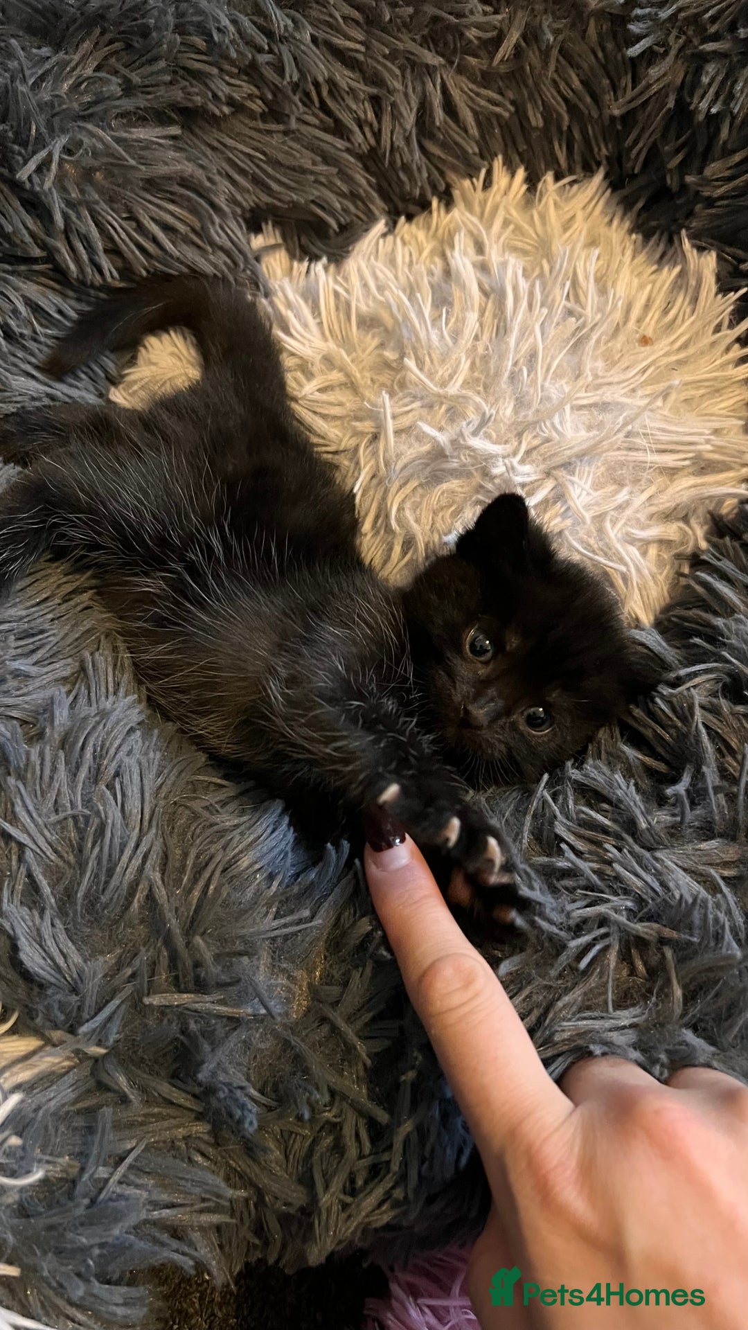 Mixed Breed cats for sale: adorable tuxedo kittens - Advert 22