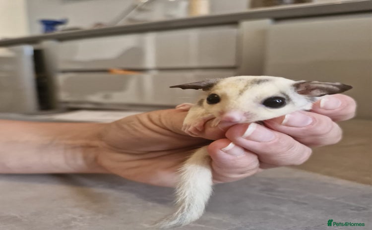 Sugar Glider rodents - Advert 1