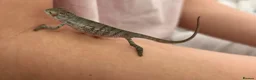 Chameleon reptiles for sale: Blue Ambanja Panther Chameleons  - Advert 3