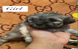 Bichon Frise dogs for sale:  ** s for  **  from your family  - Image 1