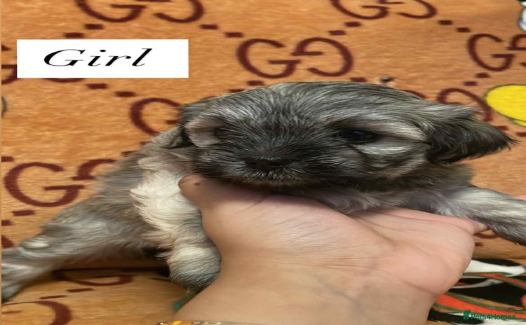 Bichon Frise dogs - Advert 1