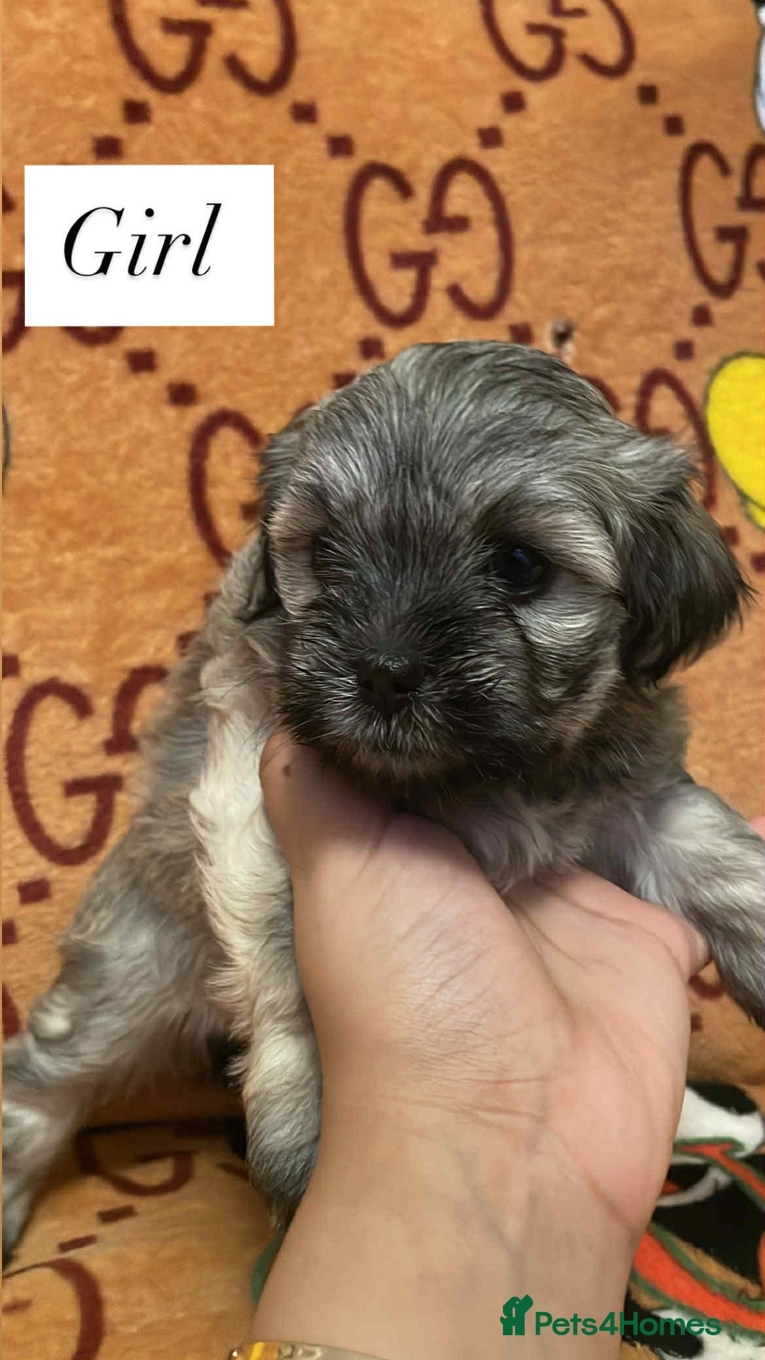 Bichon Frise dogs for sale:  ** s for  **  from your family  - Image 1