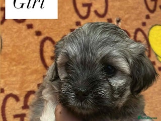 Bichon Frise dogs ** s for ** from your family - Advert 2