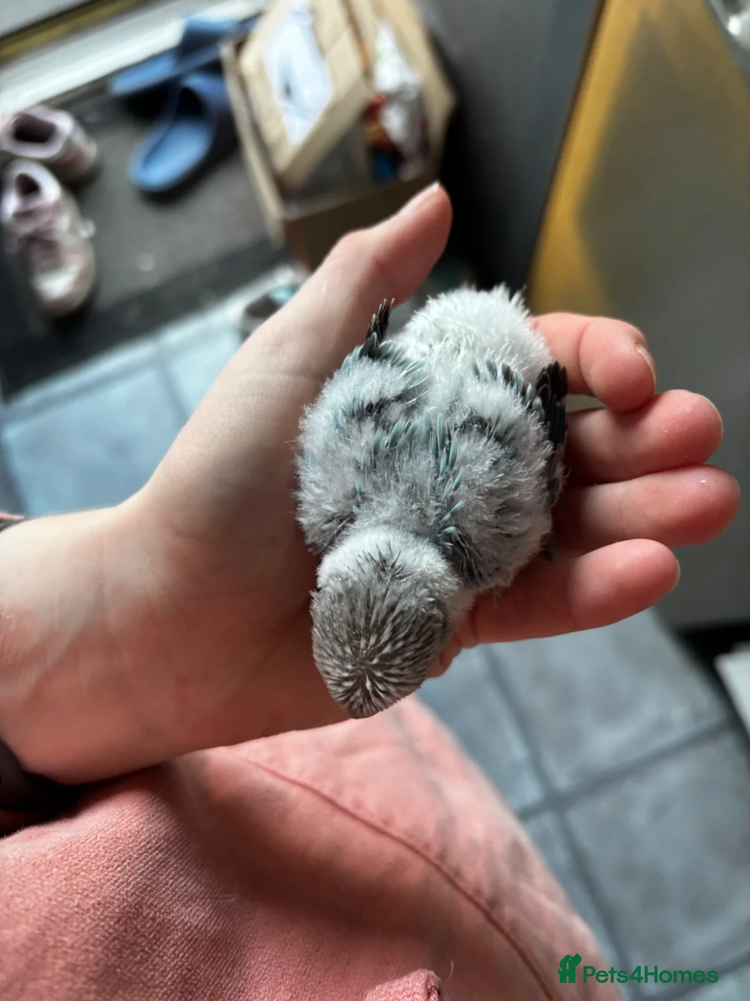 Lovebirds birds for sale: Hand reared love bird  - Advert 6