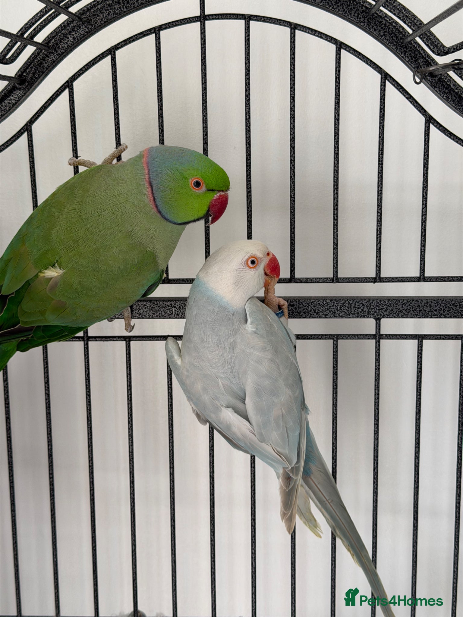 Ringnecks birds Ringneck  - Advert 7