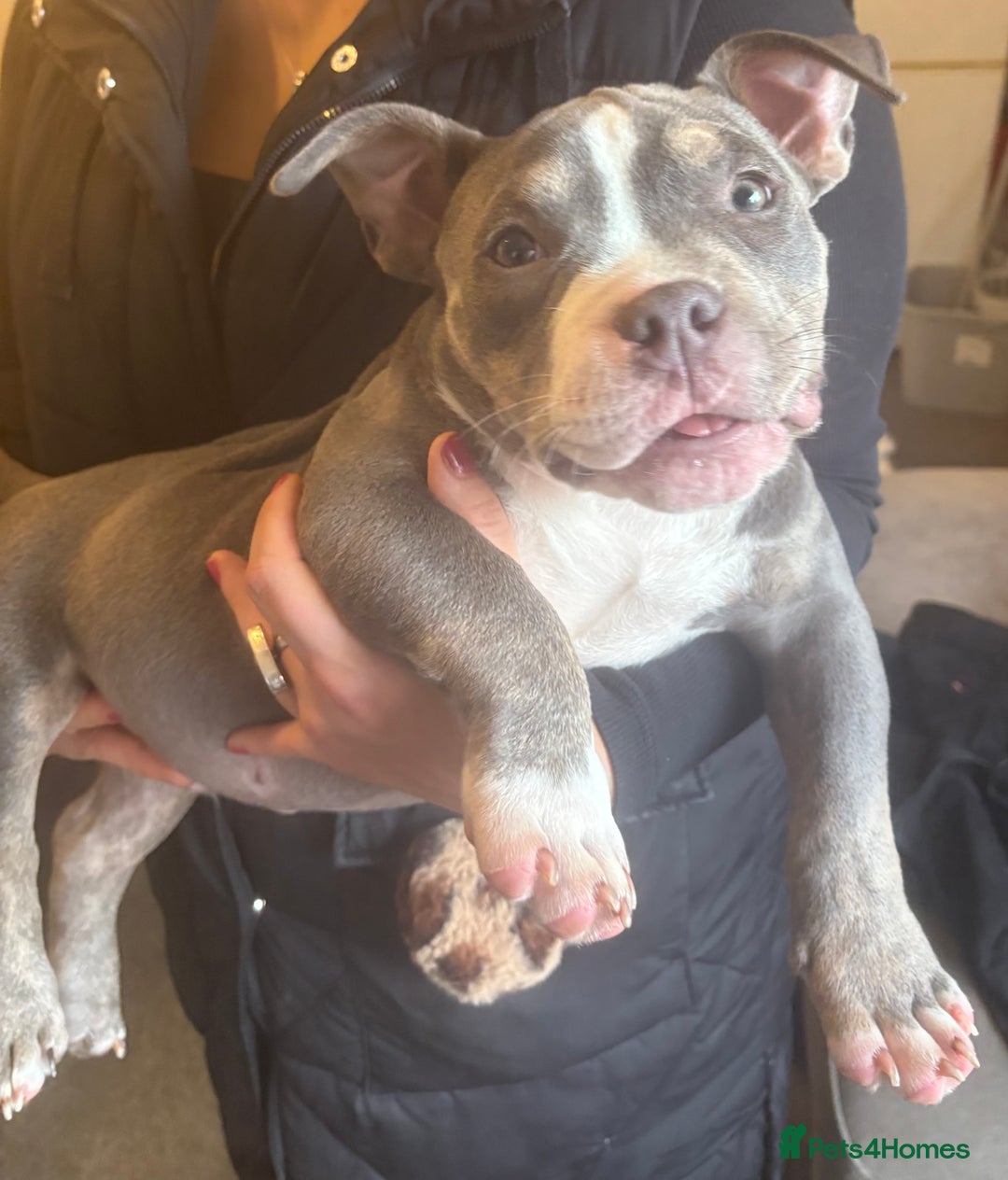American Bully dogs for sale: Blue & lilac tri pocket bully’s  - Advert 22