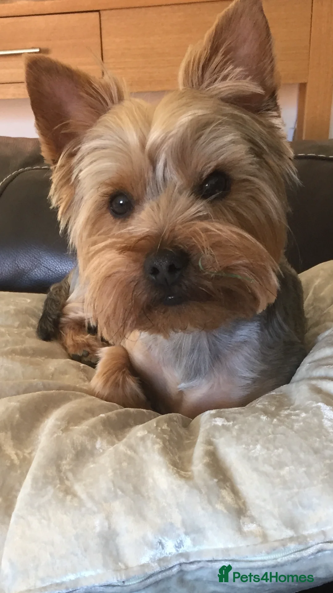 Yorkshire Terrier dogs for stud: PROVEN Dog for stud in Sunderland - Advert 5