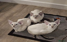 Siamese cats for sale: New lap needed for two GCCF male siamese kittens - Image 4