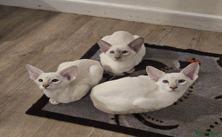 Siamese cats - Advert 1