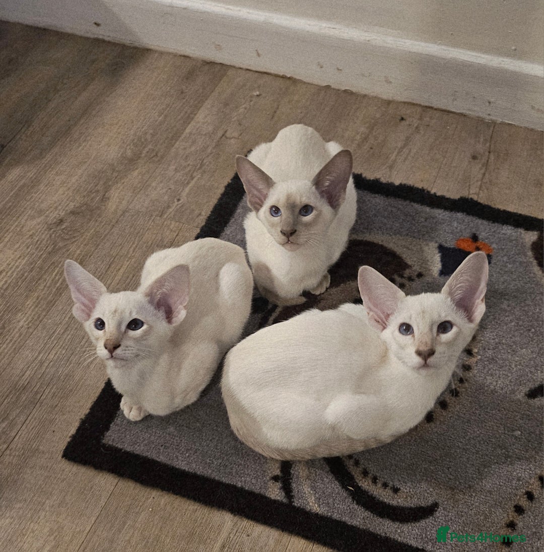 Siamese cats for sale: New lap needed for two GCCF male siamese kittens - Image 4