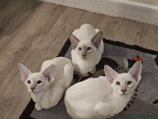 Siamese cats - Advert 1