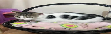 Domestic Shorthair 1