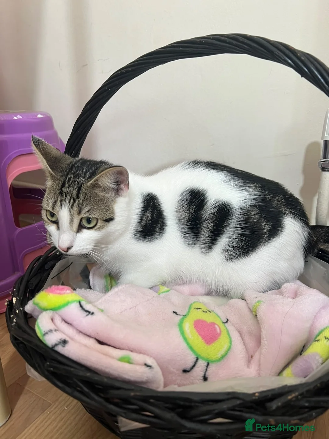 Domestic Shorthair cats for sale: Meme  in Reading - Advert 2