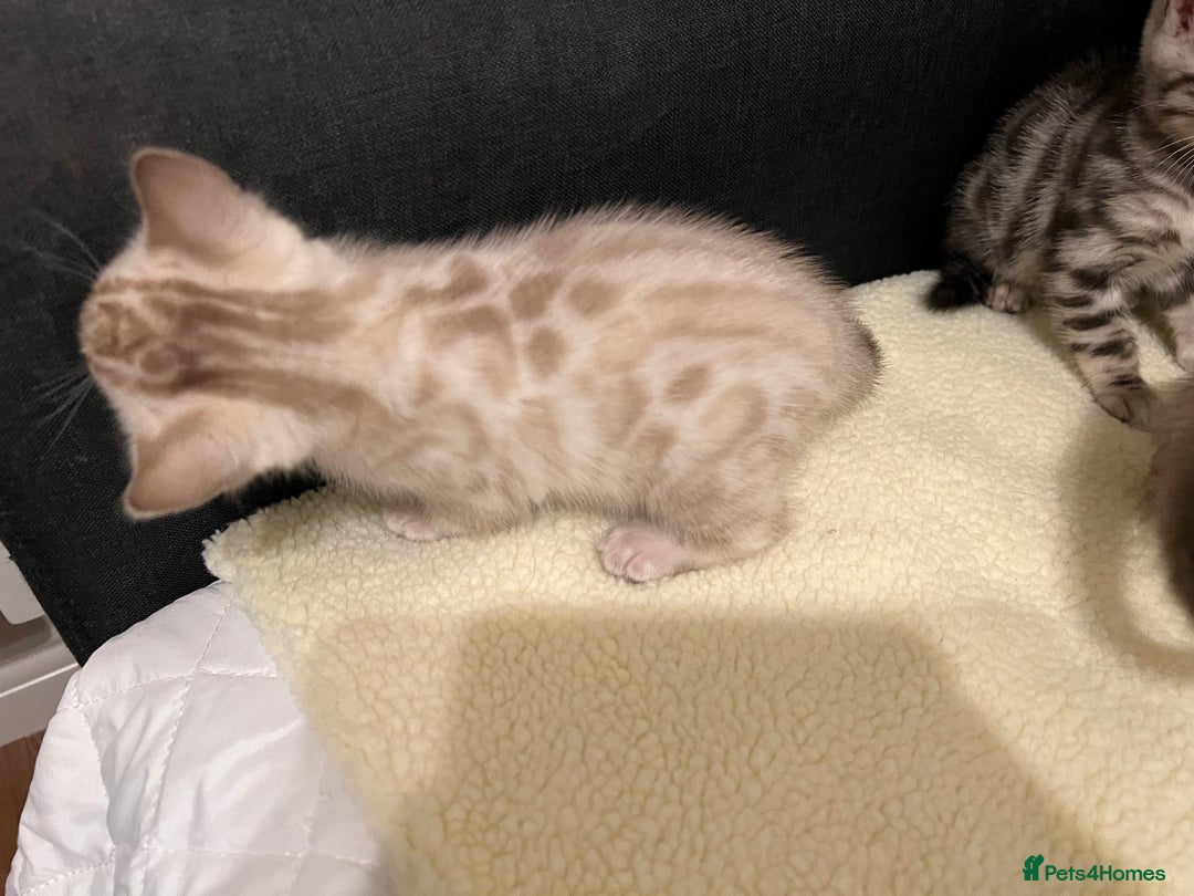 Bengal cats for sale: 🐾 TICA Registered Bengal Kittens  - Advert 14