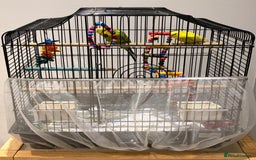 Budgerigars birds for sale: 2 Budgies and cage for sale - Image 3
