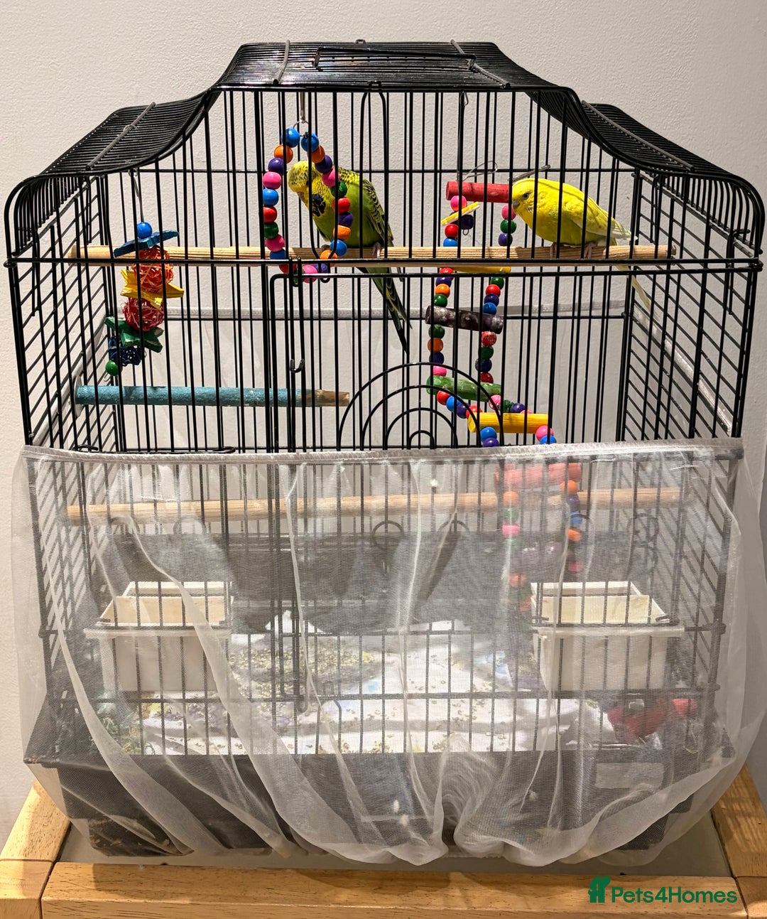 Budgerigars birds for sale: 2 Budgies and cage for sale - Image 3