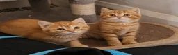 Mixed Breed cats for sale: 2 ginger half British shorthair boys - Advert 3