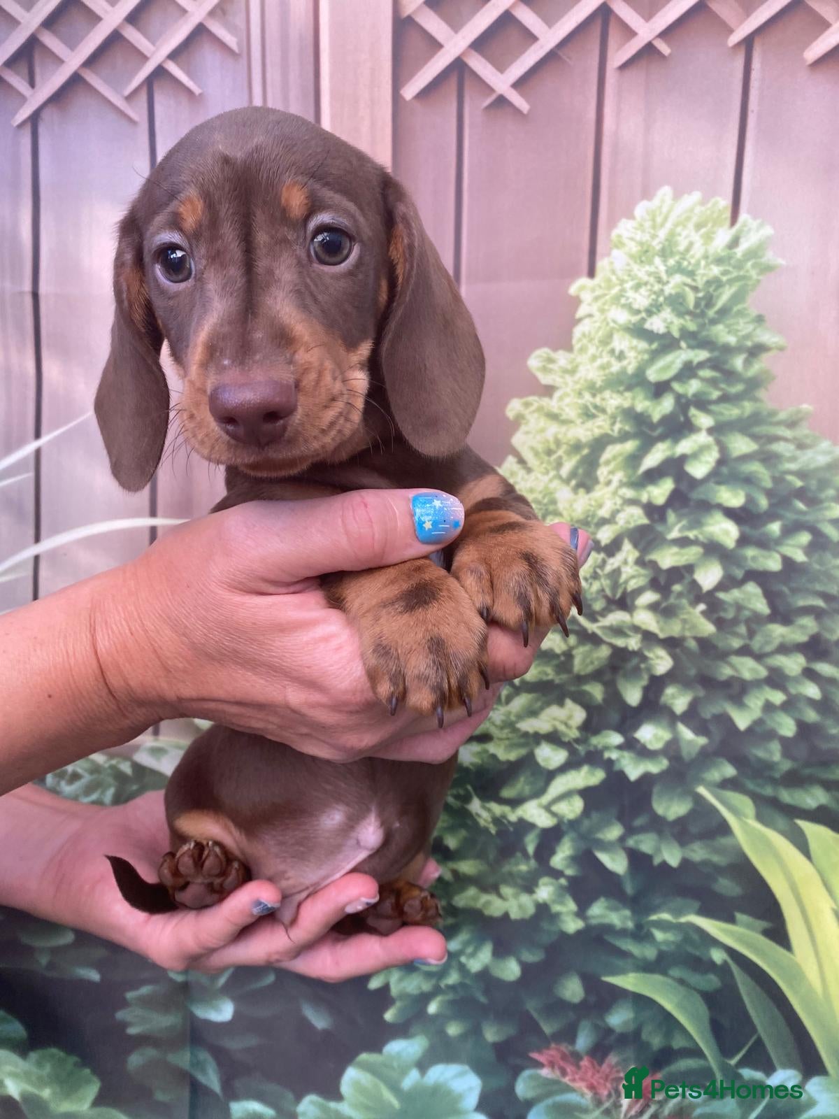 Dachshund dogs KC miniature smooth haired DNA tested dachshunds  - Advert 1