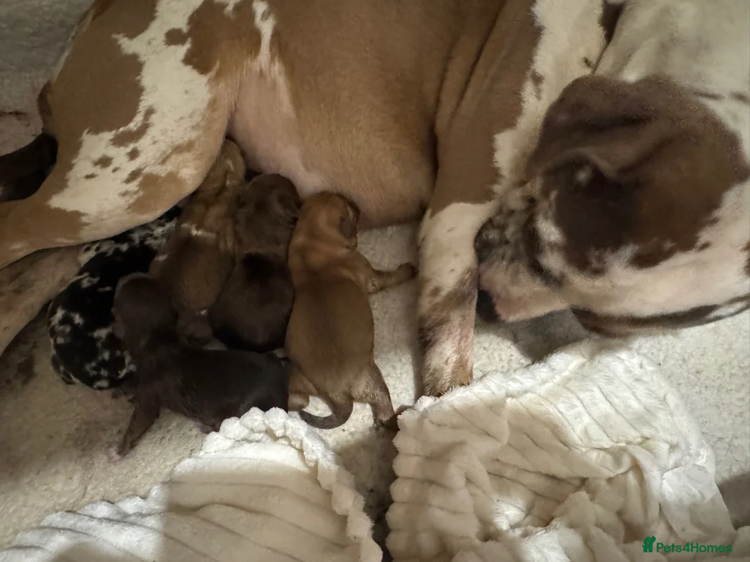 American Bulldog dogs for sale: 🐾 American Pocket Bully Puppies For Sale 🐾 in Southampton - Advert 1