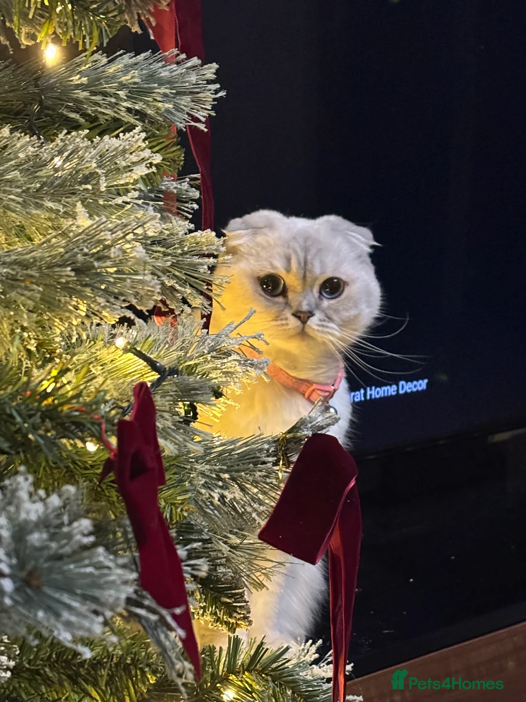 Scottish Fold cats for sale: Beautiful Scottish fold  - Advert 9