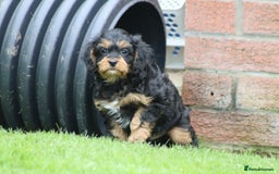 Cavapoo dogs for sale: F1 Cavapoo puppies for sale - Image 25