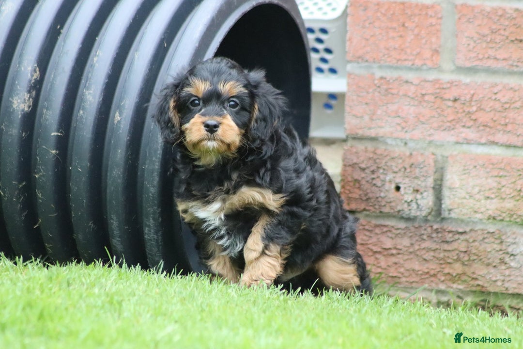 Cavapoo dogs for sale: F1 Cavapoo puppies for sale - Image 25