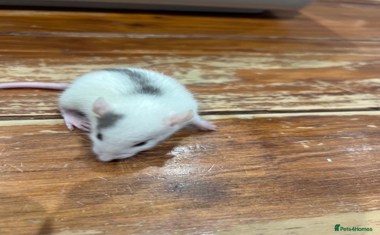Rat rodents - Advert 4