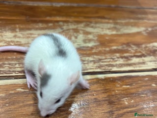 Rat rodents - Advert 5