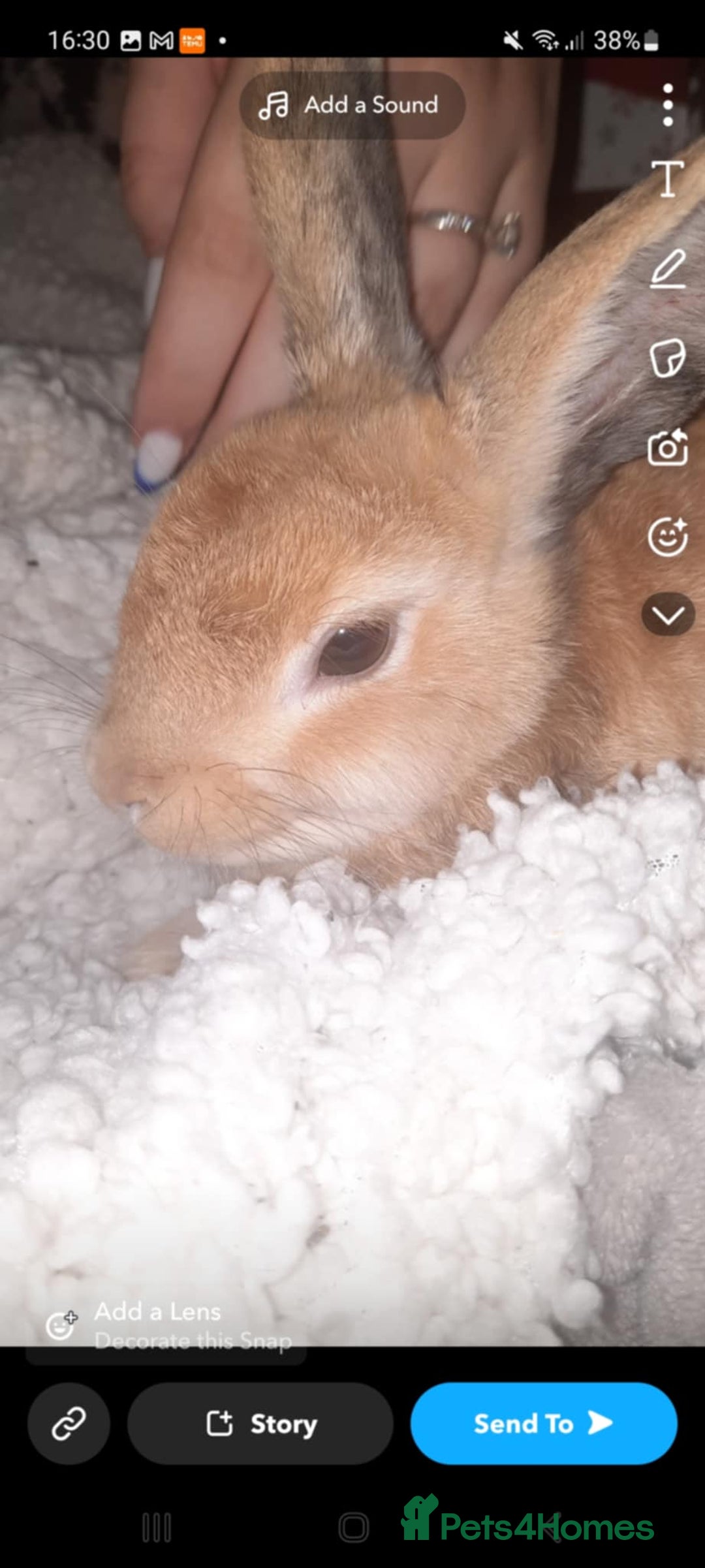 Netherland Dwarf rabbits for sale: 5 month rabbit - Image 2