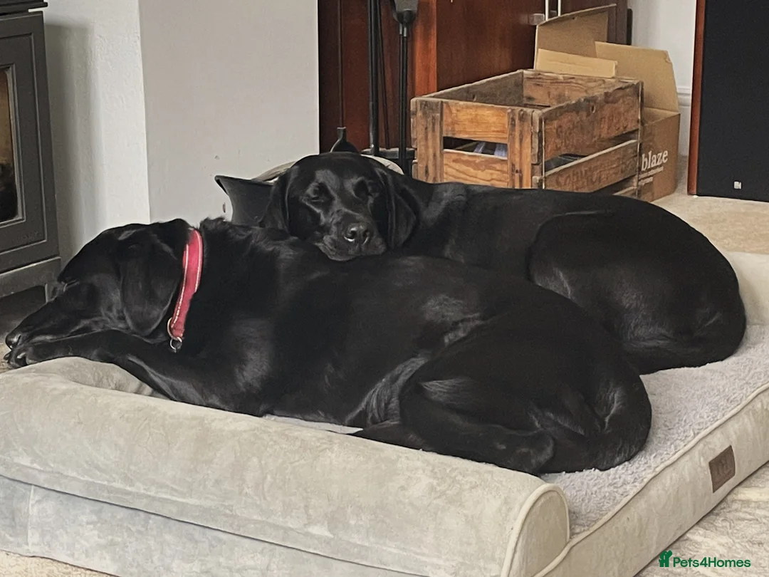 Labrador Retriever dogs for sale: Beautiful KC registered Black lab puppy - last boy - Advert 11