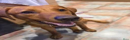 Labrador Retriever dogs for sale: 9 months old puppy  in Buckie - Advert 2