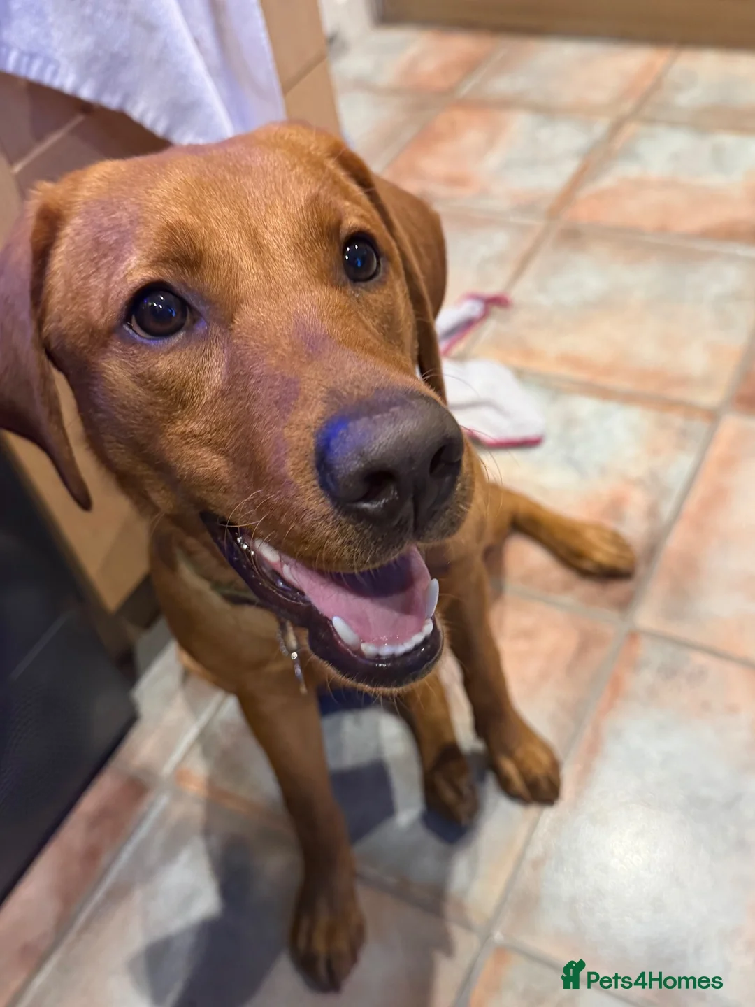 Labrador Retriever dogs for sale: 9 months old puppy  in Buckie - Advert 2